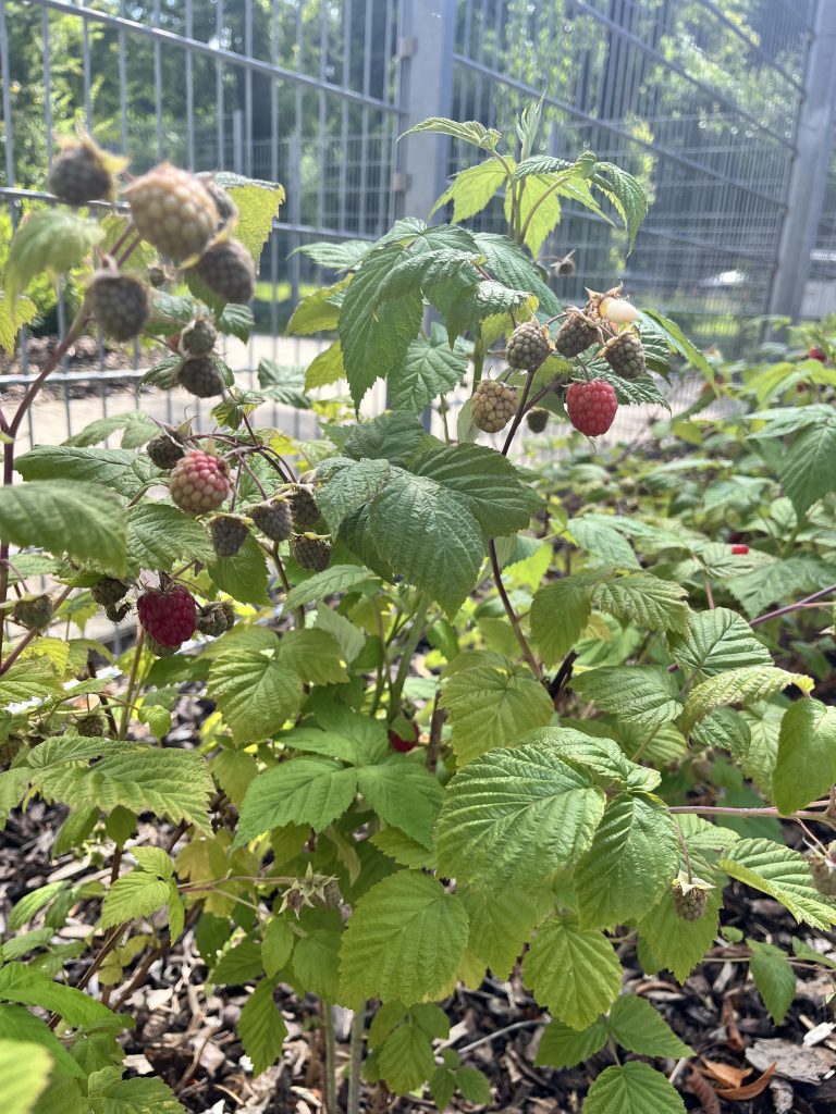 Die Gartenarbeit trägt Früchte